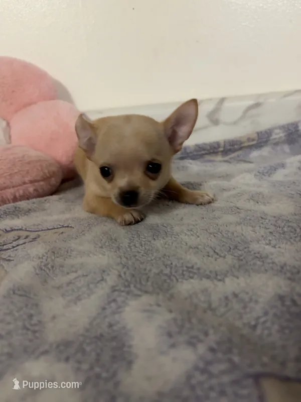 Petunia Girl💕💕 – Chihuahua puppy for sale in Mulberry, FL
