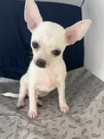 Pippin Boy🧢, a male Chihuahua for sale in Mulberry, FL – 5 of 10