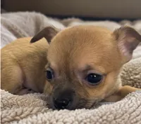 Eloise‘s girl 🌺, a female Chihuahua for sale in Mulberry, FL – 6 of 10