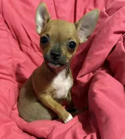 Bears girl 💛, a female Chihuahua for sale in Mulberry, FL – 4 of 10