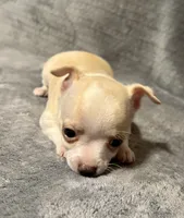 Cutie 🥎🥎🥎, a male Chihuahua for sale in Mulberry, FL – 6 of 7