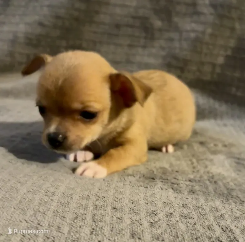 Petunia‘s boy⚾️⚾️ – Chihuahua puppy for sale in Mulberry, FL