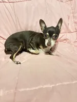 Alice , a female Chihuahua for sale in Mulberry, FL – 2 of 5