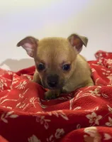 Eloise‘s girl 🌺, a female Chihuahua for sale in Mulberry, FL – 2 of 10