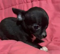 Meeka’s  girl 🌸, a female Chihuahua for sale in Mulberry, FL – 3 of 7