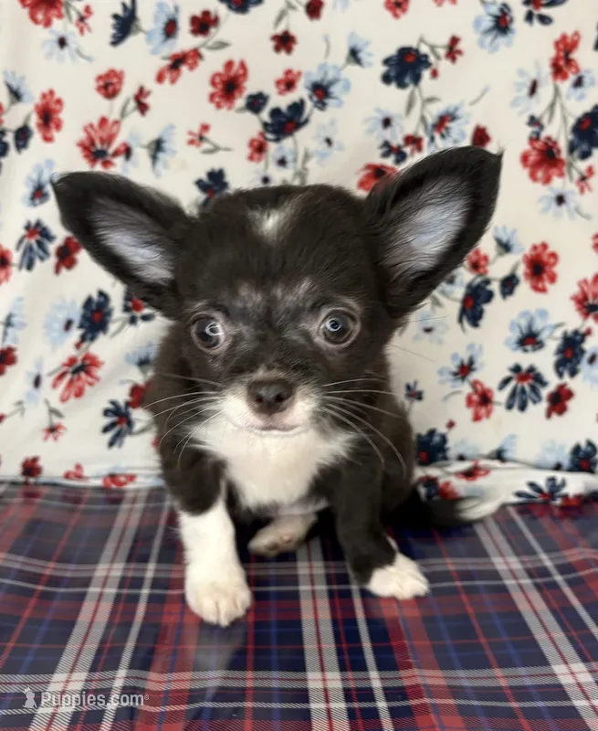 Rosemary’s LC girl 💕 – Chihuahua puppy for sale in Mulberry, FL