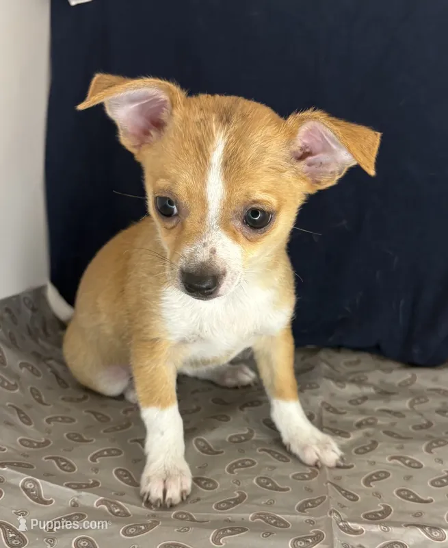 Cutie 🥎P – Chihuahua puppy for sale in Mulberry, FL