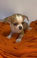 Eloise boy🏐🏐, a male Chihuahua for sale in Mulberry, FL – 9 of 9