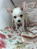 Pippins girl 🌸, a female Chihuahua for sale in Mulberry, FL – 4 of 5