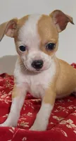 Eloise’s pup🌺🌺, a female Chihuahua for sale in Mulberry, FL – 6 of 6