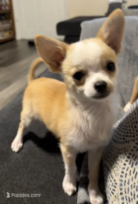 Milo – Chihuahua puppy for sale in Mulberry, FL
