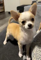 Milo, a male Chihuahua for sale in Mulberry, FL – 1 of 10