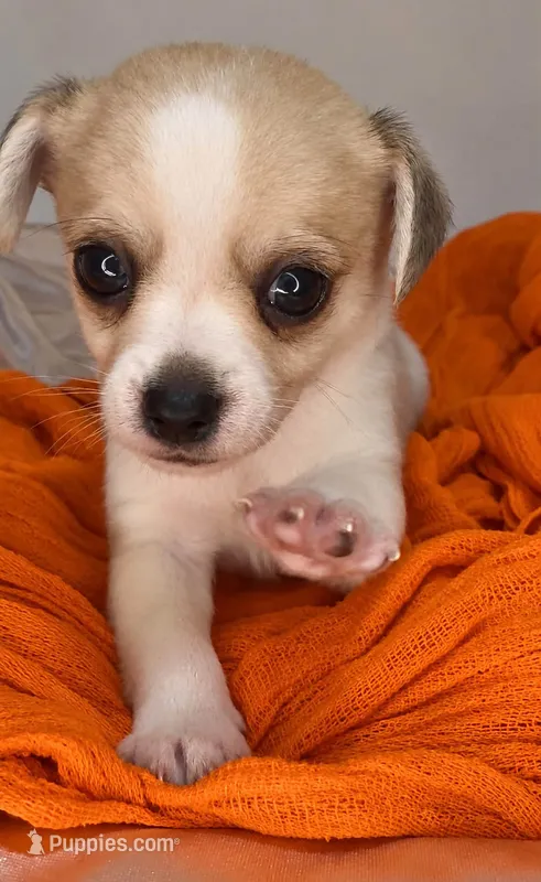 Alice’s boy🏀🏀 – Chihuahua puppy for sale in Mulberry, FL