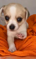 Alice’s boy🏀🏀, a male Chihuahua for sale in Mulberry, FL – 1 of 4