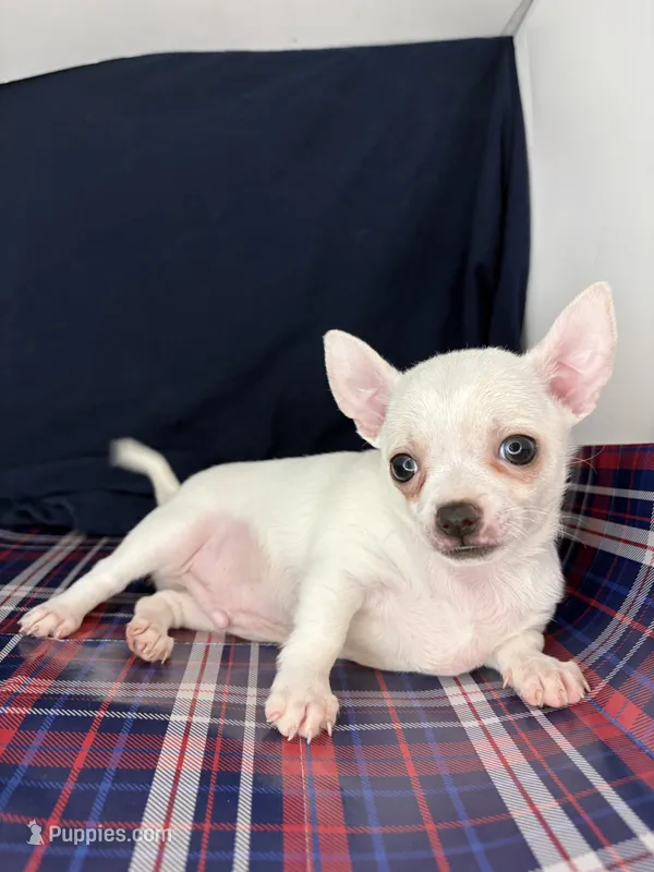 Pippin Boy🧢 – Chihuahua puppy for sale in Mulberry, FL