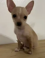 Lacey’s boy 💙, a male Chihuahua for sale in Mulberry, FL – Photo 1 of 4