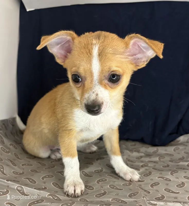 Cutie 🥎🥎🥎 – Chihuahua puppy for sale in Mulberry, FL