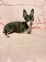 Alice , a female Chihuahua for sale in Mulberry, FL – 4 of 5