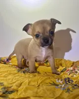 Eloise‘s girl 🌺, a female Chihuahua for sale in Mulberry, FL – 7 of 10