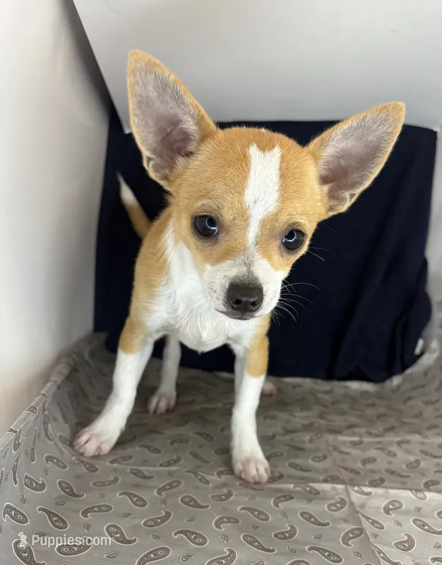 Petunia‘s boy⚾️ – Chihuahua puppy for sale in Mulberry, FL