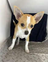 Petunia‘s boy⚾️, a male Chihuahua for sale in Mulberry, FL – 1 of 4