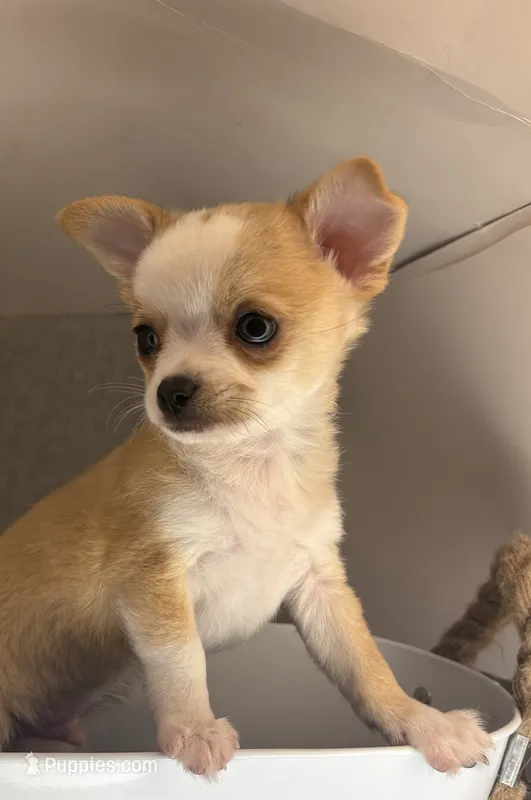 Milo ⚾️ – Chihuahua puppy for sale in Mulberry, FL
