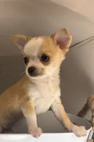Milo ⚾️, a male Chihuahua for sale in Mulberry, FL – 2 of 10