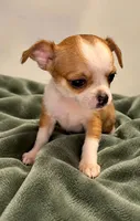 Eloise boy🏐🏐, a male Chihuahua for sale in Mulberry, FL – 8 of 9
