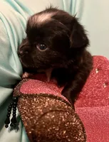 Mables LC girl, a female Chihuahua for sale in Mulberry, FL – Photo 5 of 5