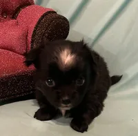 Mables LC girl, a female Chihuahua for sale in Mulberry, FL – Photo 4 of 5