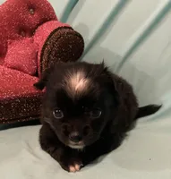 Mables LC girl, a female Chihuahua for sale in Mulberry, FL – Photo 3 of 5