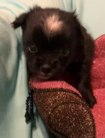 Mables LC girl, a female Chihuahua for sale in Mulberry, FL – Photo 2 of 5