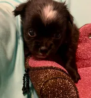 Mables LC girl, a female Chihuahua for sale in Mulberry, FL – Photo 1 of 5