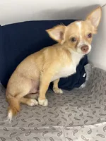 Noel’s fawn LC boy🎩, a male Chihuahua for sale in Mulberry, FL – 3 of 6