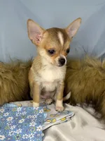 Handsome boy 💙, a male Chihuahua for sale in Mulberry, FL – Photo 3 of 3