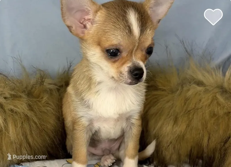 Handsome boy 💙, a male Chihuahua for sale in Mulberry, FL – Photo 1 of 3