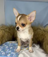 Handsome boy 💙, a male Chihuahua for sale in Mulberry, FL – Photo 2 of 3