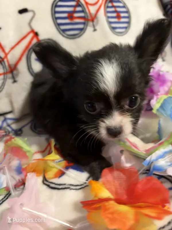 Rosemarys long coat, girl💕 – Chihuahua puppy for sale in Mulberry, FL