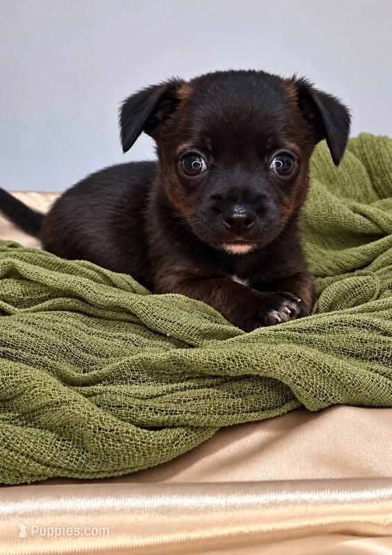Alice’s Boy🏀 – Chihuahua puppy for sale in Mulberry, FL