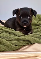 Alice’s Boy🏀, a male Chihuahua for sale in Mulberry, FL – 1 of 9