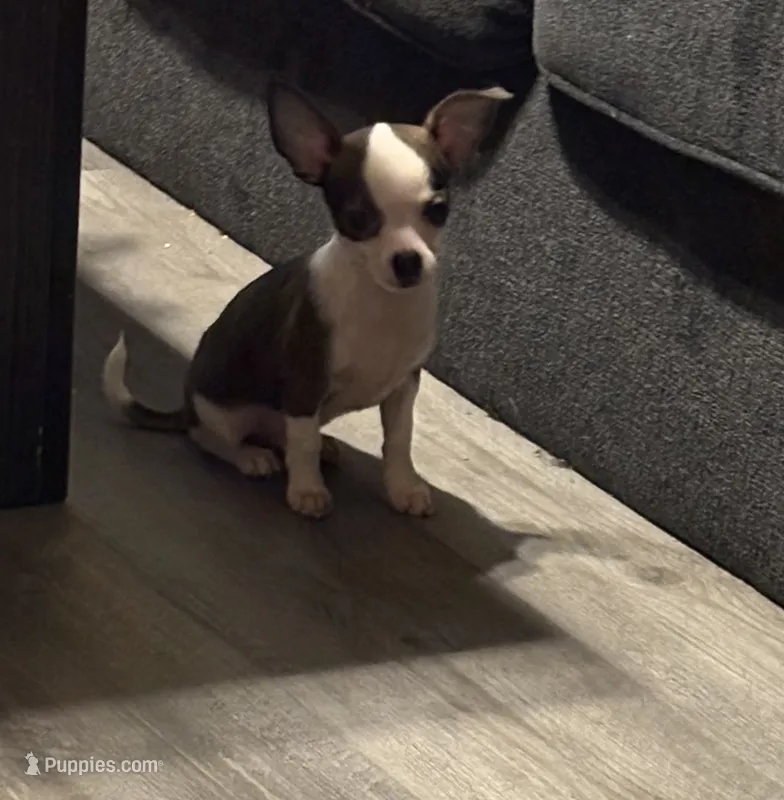 Pretty Boy – Chihuahua puppy for sale in Mulberry, FL