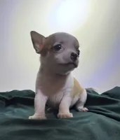 Boy E, a male Chihuahua for sale in Mulberry, FL – 4 of 4