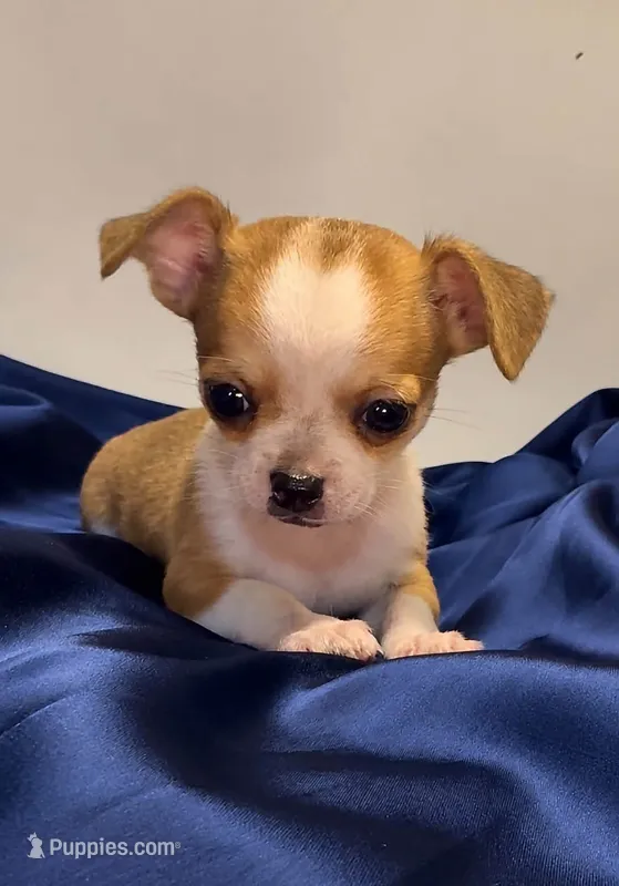 Eloise boy🏐🏐 – Chihuahua puppy for sale in Mulberry, FL