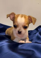 Eloise boy🏐🏐, a male Chihuahua for sale in Mulberry, FL – 1 of 9