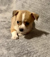 Mister personality 🥎, a male Chihuahua for sale in Mulberry, FL – 6 of 6