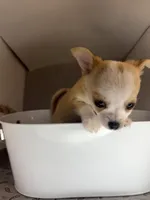 Milo ⚾️, a male Chihuahua for sale in Mulberry, FL – 8 of 10
