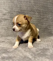 Mister personality 🥎, a male Chihuahua for sale in Mulberry, FL – 4 of 6