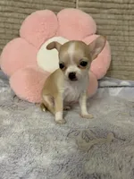 Bears pretty girl 👠, a female Chihuahua for sale in Mulberry, FL – 5 of 6