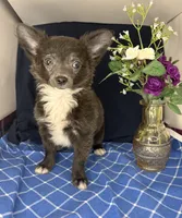 Noel’s boy long coat 👛, a male Chihuahua for sale in Mulberry, FL – 3 of 4