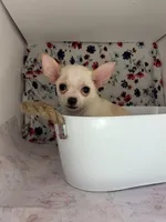 Pippins girl 🌸, a female Chihuahua for sale in Mulberry, FL – 5 of 5